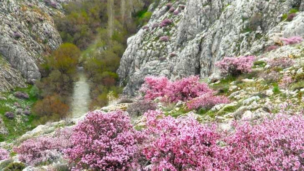 Kahramanmaraş Afşin'de Hurman Çayı Pembe Çiçeklerle Süslendi