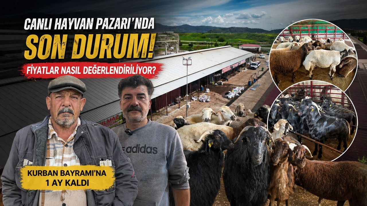 Kahramanmaraş Hayvan Pazarı'nda Kurban Mesaisi: İşte Güncel Fiyatlar