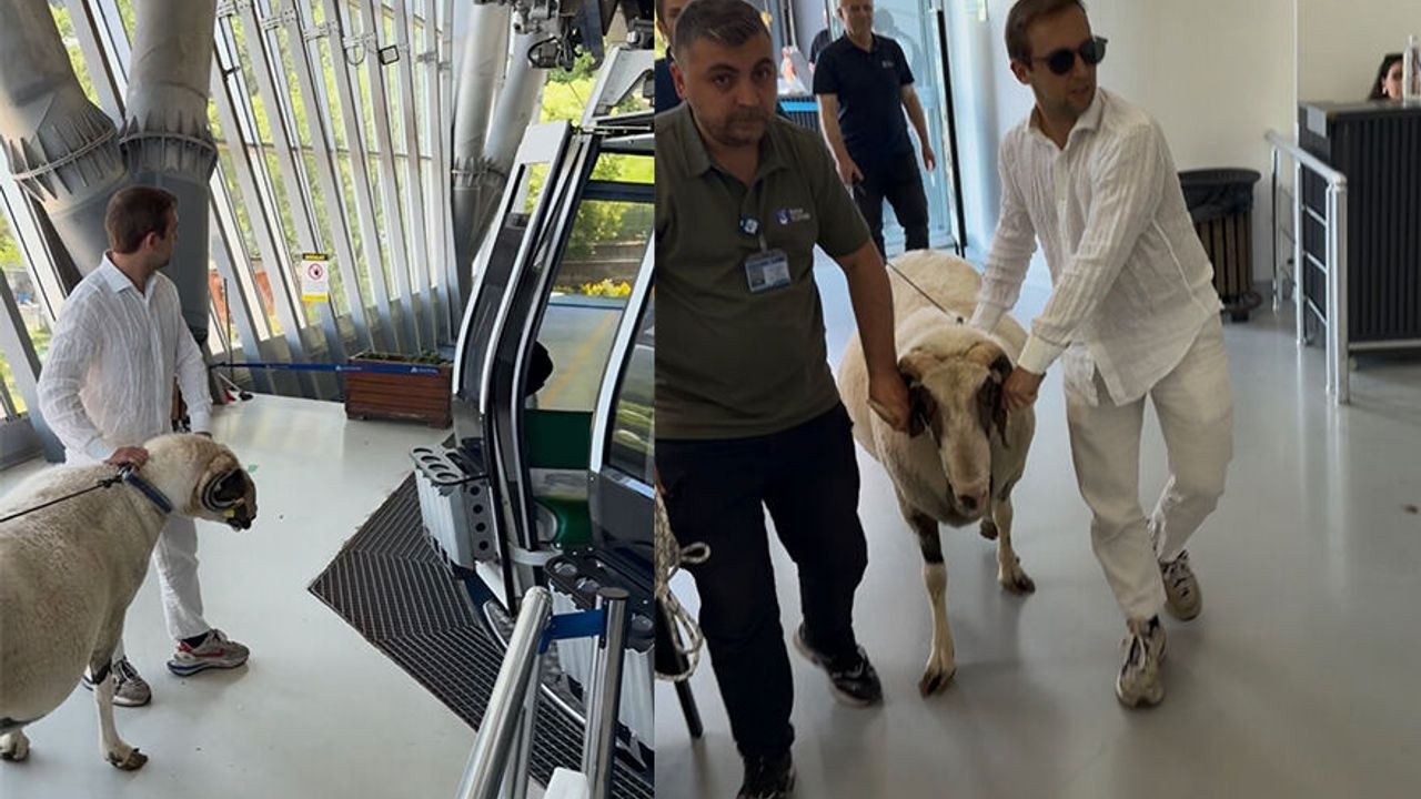 Bursa'da yaşayan Mesut Ceylan, Kurban Bayramı'nda keseceği koçunu yanına alarak Uludağ teleferiğine bindi. Bu sıra dışı…