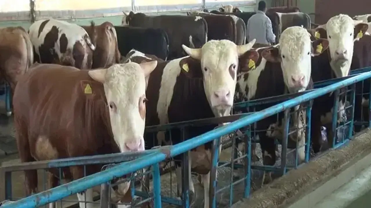 Kahramanmaraş'ta Kurban Kesiminde Kuduz ve Tetanoz Riski Uyarısı