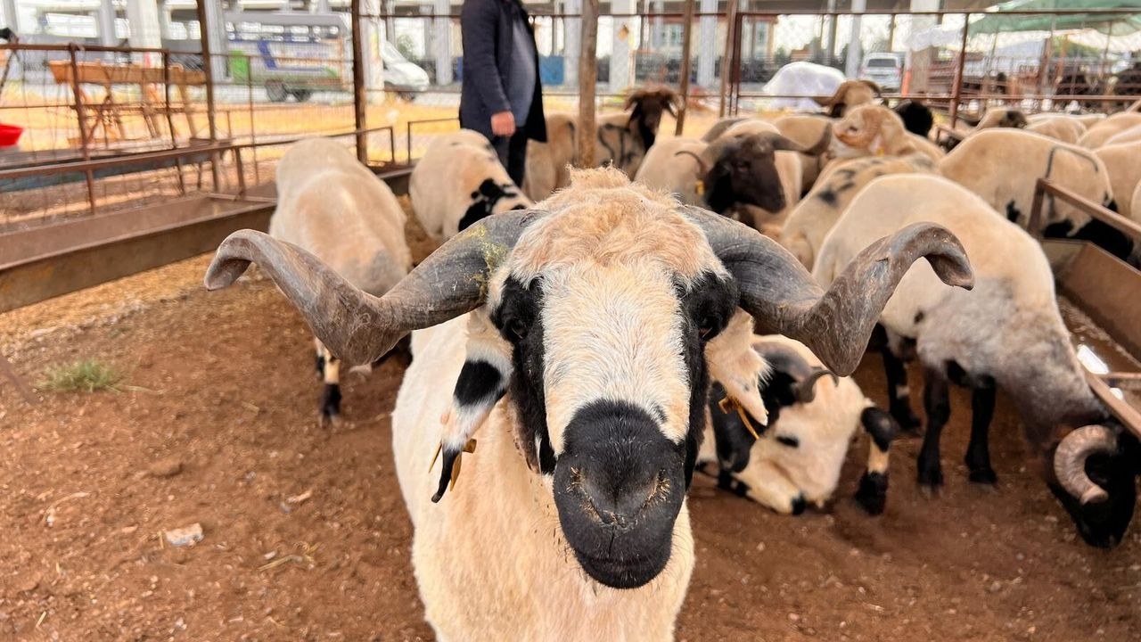Kahramanmaraş Hayvan Pazarında Bayram Öncesi Sakinlik ve Fiyatlar