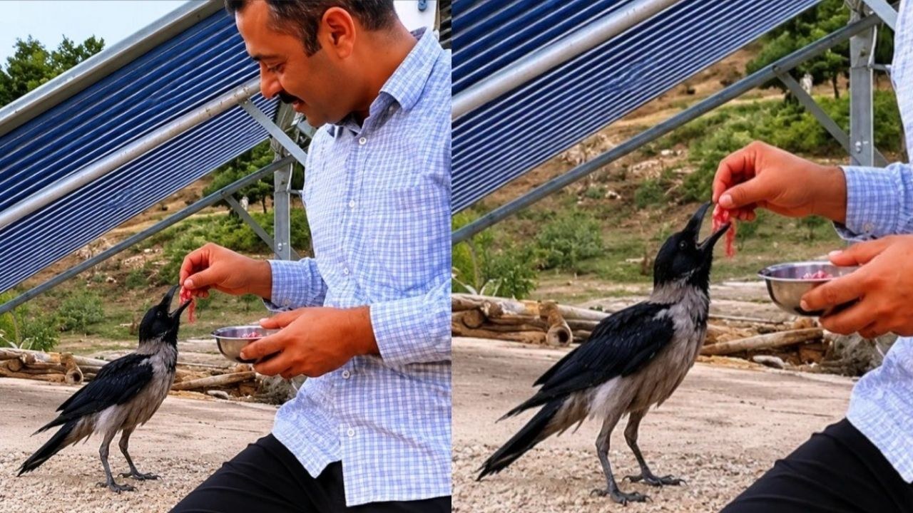 Kahramanmaraş Dulkadiroğlu'nda Yaralı Kargaya Hayat Eli Uzandı