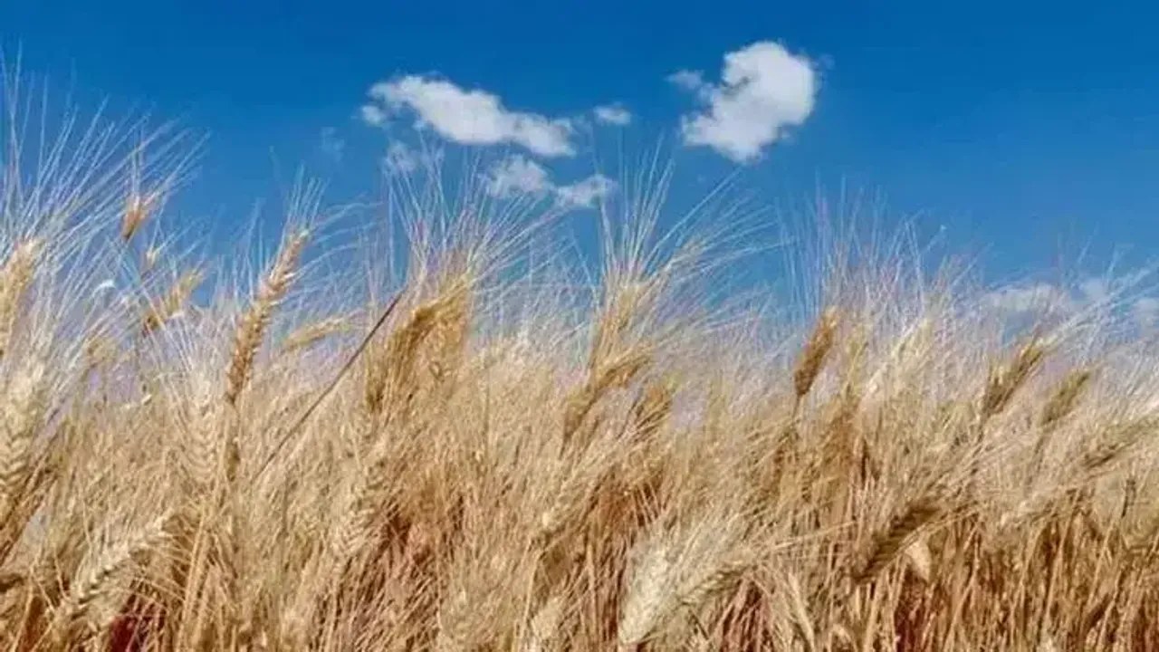 Kahramanmaraşlı Çiftçiye TMO'dan Destekli Hububat Fiyatları