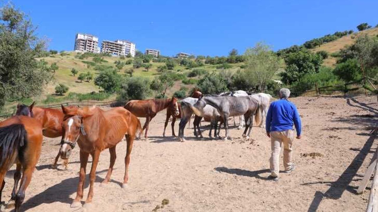 Kahramanmaraş'ta Gece Yarısı Kaçan Atlar Sahibine Teslim Edildi