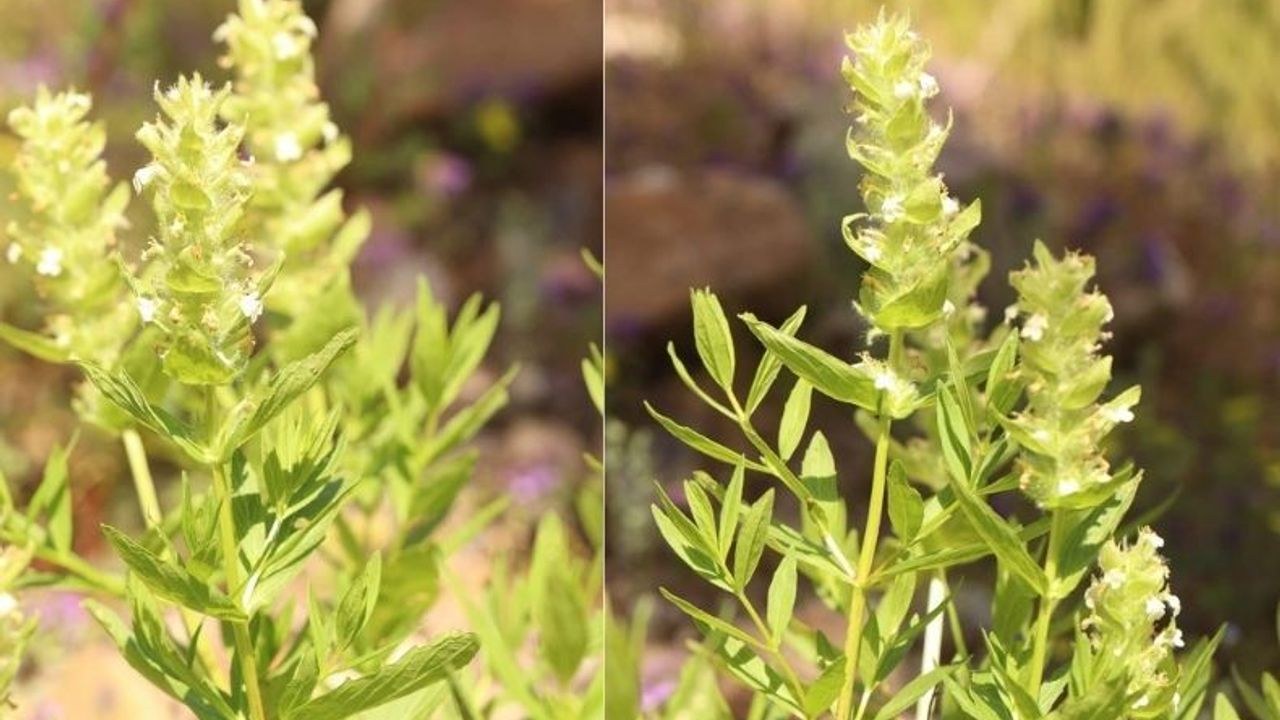 Kahramanmaraş Yavşan Yaylası'nda Nesli Tehlikedeki Eskimayasıl Bulundu